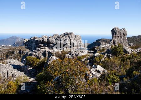 Der Smuts Track auf dem Gipfel des Tafelbergs, Kapstadt Stockfoto