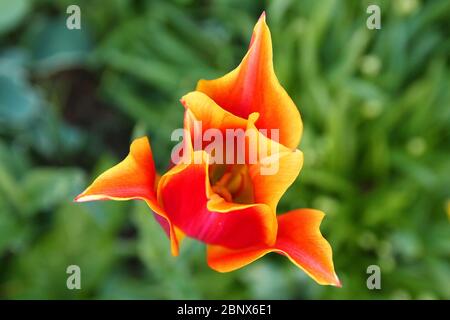 Nahaufnahme einer roten und gelben Blume, die im Frühjahr blüht Stockfoto