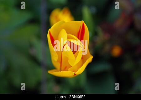 Nahaufnahme einer gelben Blume, die im Frühjahr blüht Stockfoto