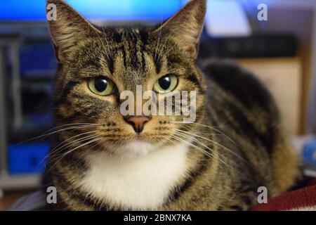 Entspannende Hauskatze Stockfoto