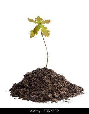 Baby-Eiche-Baum Pflanze in Erde isoliert auf weiß Stockfoto