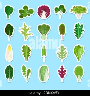 Cartoon grünen Salat Blätter Aufkleber. Vector vegetarische gesunde Lebensmittel Blatt-Set Stock Vektor