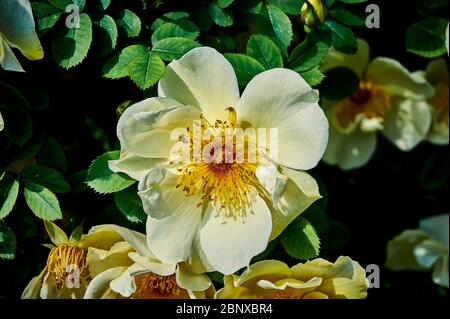 Nahaufnahme von leuchtend gelben und orangen Hunderosen (Rosa corymbifera) im Sonnenschein. Stockfoto
