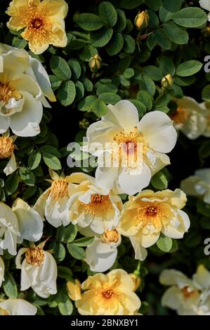 Nahaufnahme von leuchtend gelben und orangen Hunderosen (Rosa corymbifera) im Sonnenschein. Stockfoto