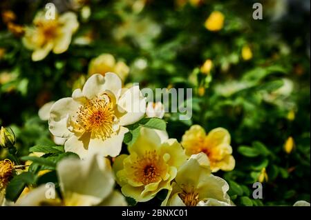 Nahaufnahme von leuchtend gelben und orangen Hunderosen (Rosa corymbifera) im Sonnenschein. Stockfoto