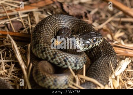 Zwei junge Grasschlangen (Natrix natrix Helvetica) haben sich in Surrey, Großbritannien, zusammengerollt Stockfoto