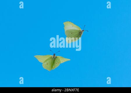 Ein Paar von Schmetterlingen aus Schwefel (Gonepteryx rhamni) im Flug gegen einen blauen Himmel, Großbritannien Stockfoto