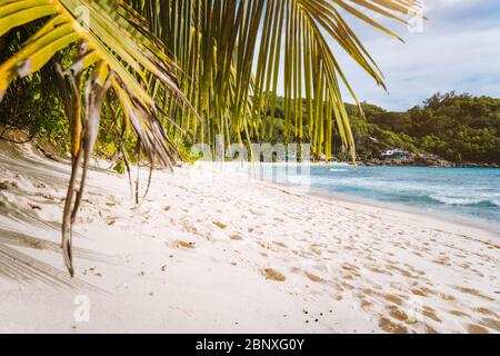Weißer Sandstrand mit Kokospalmen auf der tropischen Insel, Anse Takamaka Strand, Seychellen Stockfoto