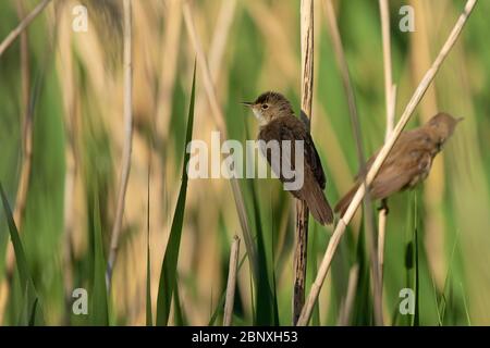 Schilfkäfer-Acrocephalus scirpaceus. Feder Stockfoto