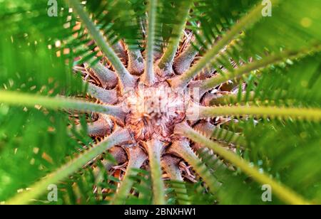 Makro innerhalb der grünen Blätter der Palme Cycas revoluta. Stockfoto