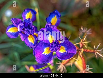 Blaue Blume Garten Hintergrund im Sommer. Blumenbeet mit Salbei Blumen