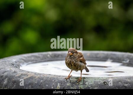 Haussparrow Passer domesticus planschen im Vogelbad herum Stockfoto