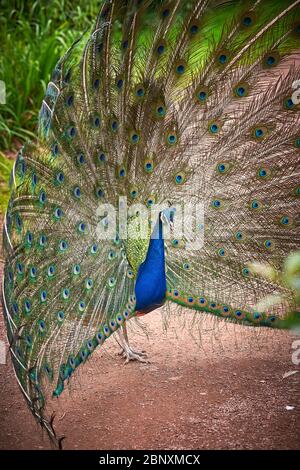 Indische Pfauenvögel mit offenem Zug (Pavo cristatus) Stockfoto