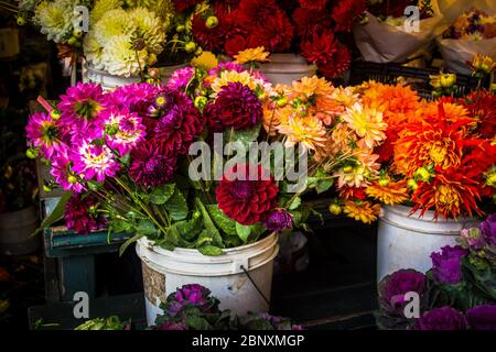 Dahlia Blumen zum Verkauf in einem Eimer auf einem Bauernmarkt Stockfoto