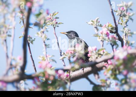 Starling singt auf einem blühenden Frühlings-Apfelbaum. Tierfotografie Stockfoto