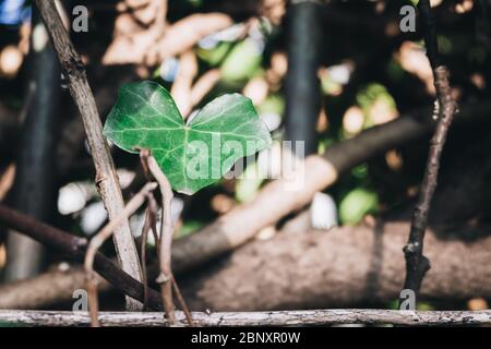 Grüne Efeu Blätter im Frühjahr Stockfoto