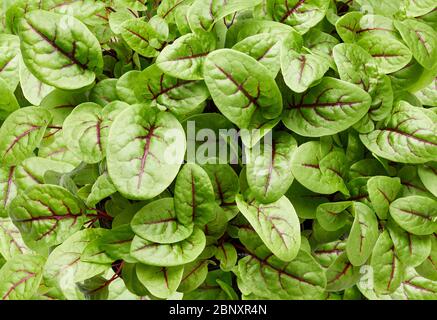 Frische mikrogrüne Sauerampfer Blätter. Hintergrund von Rotaderich-Sauerampfer. Draufsicht. Stockfoto