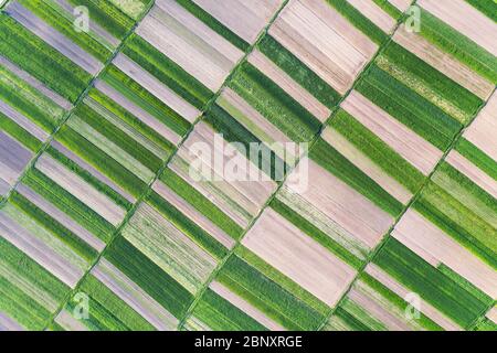 Luftdrohne Dron Top View Flug über grüne Gartenfelder an sonnigen Frühling oder Sommertag. Natur Hintergrund Stockfoto