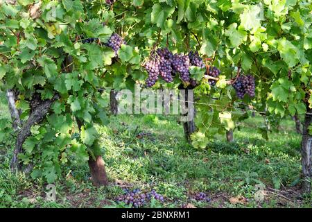 Rote Trauben mit grünen gelben Blättern an der Weinpflanze Stockfoto