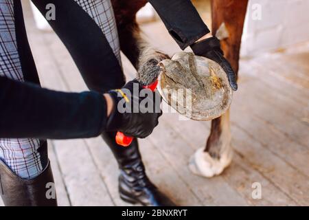 Frau reinigt die Hufe des Pferdes mit einer speziellen Bürste vor dem Reiten. Reiten, Tierpflege, tierärztliche Konzept Stockfoto