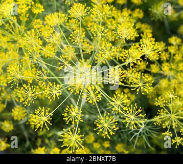 Dill Blumen im Garten an einem Sommertag. Grüner Hintergrund mit Dill- oder Fenchelblüten. Stockfoto