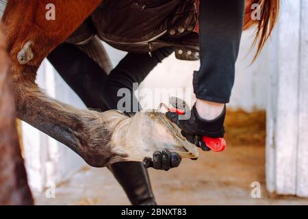 Frau reinigt die Hufe des Pferdes mit einer speziellen Bürste vor dem Reiten. Reiten, Tierpflege, tierärztliche Konzept Stockfoto