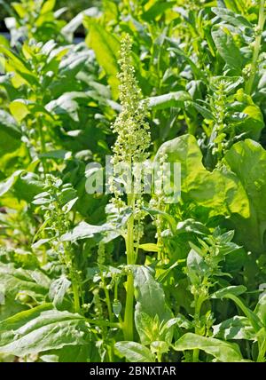 Sauerampfer oder Rumex acetosa. Gewöhnlicher Sauerampfer, Spinat Dock, Rumex acetosa, wächst im Garten. Stockfoto