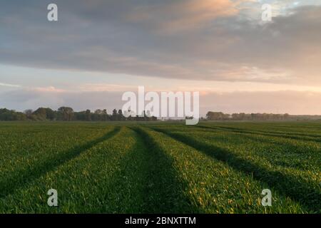 Straße und grüne Reihen von jungen Weizen auf dem landwirtschaftlichen Feld im Frühjahr. Naturlandschaften fotografieren Stockfoto