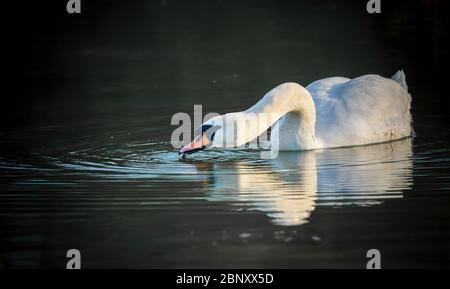 Ein weißer Schwan trinkt, Bild zeigt Reflexionen und Wellen im Wasser rund um den Schwan. Stockfoto