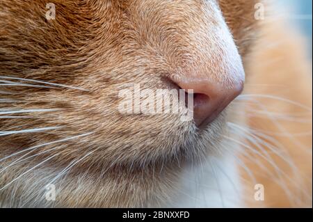 Nahaufnahme der heimischen Ingwer Katze Nase Stockfoto