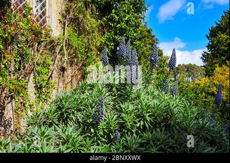 Alte Schlösser in Irland nördlich von Dublin Stockfoto