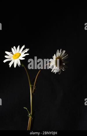 Stillleben von zwei weißen Gänseblümchen, eine hell erleuchtet, die andere im Schatten vor schwarzem Hintergrund Stockfoto