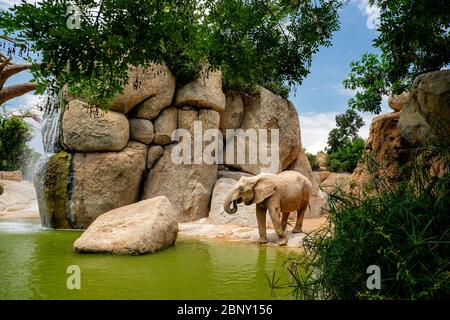 Der afrikanische Savannenelefant ist einer der drei Vertreter der Elephantine-Familie, der einzige Überlebende des Proboscidati-Ordens. Zusätzlich Stockfoto