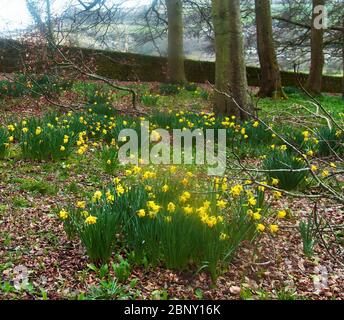 Heritage Narzissen, Telamonius plenus im Vergnügungspark Appuldurcombe Park Stockfoto