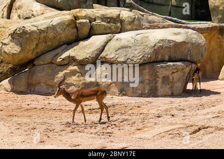 Die Impala ist eine mittelgroße Antilope im östlichen und südlichen Afrika. Stockfoto