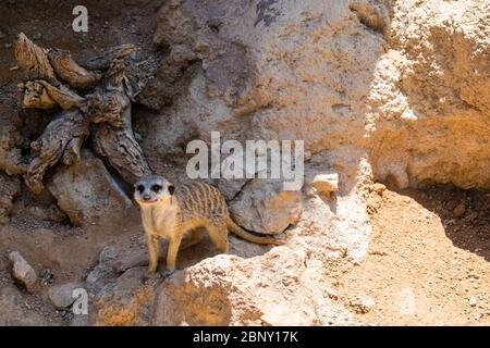 Die Erdmännchen oder Suricate (Suricata Suricatta) ist eine kleine Carnivoran aus der Familie der Mangusten (Herpestidae). Stockfoto