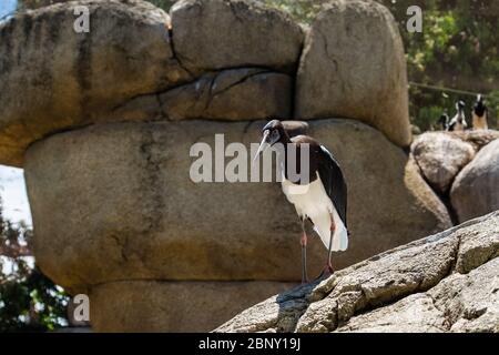 Der Abdim-Storch (Ciconia abdimii), auch als Weißbauchstorch bekannt, ist ein Schwarzstorch mit grauen Beinen, roten Knien und Füßen, grauer Schnabel und weißer Unterseite Stockfoto