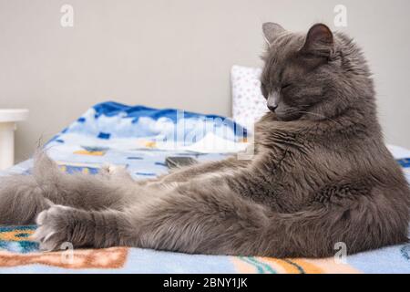 Flauschige graue Katze schläft auf dem Bett sitzen wie ein Mann Stockfoto