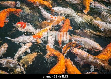 Große gelbe, orange und weiße Karpfenfische, die in einem Teich über der Oberfläche schwimmen und auf Nahrungssuche gehen, TIRTA GANGGA WASSERTEMPEL, BALI, INDONESIEN Stockfoto