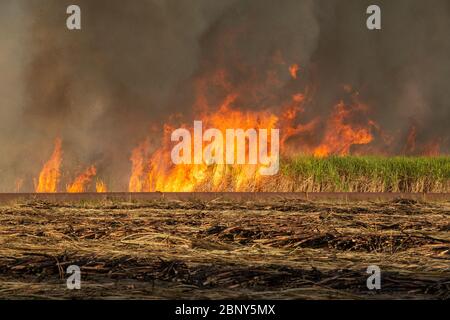 Feuer im Rohrfeld in Mamanguape, Paraiba, Brasilien am 15. November 2013. Stockfoto