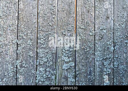 Eine alte Planke Holz unlackiert grauen Zaun mit Flechten bedeckt Stockfoto