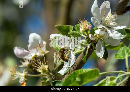 Europäische Biene Nahaufnahme auf Apfelblume bestäuben Apfelbaum im Frühjahr blühenden Garten. Honigbiene sammeln Nektar Pollen Honig in Apfelbaum Blumen. Stockfoto