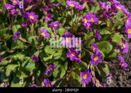 Violette primula vulgaris, Primel. Blühende Primula. Primula Vulgaris. Gartenarbeit. Gartenblumen. Stockfoto