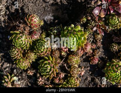 Orpine. Stonecrop. Junge Triebe von Orpin. Sedum telephium. Schöne grüne Pflanzen. Der Hintergrund der Natur. Die Aussicht von oben. Selektiver Fokus. R Stockfoto