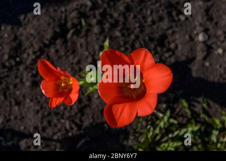 Orpine. Stonecrop. Junge Triebe von Orpin. Sedum telephium. Schöne grüne Pflanzen. Der Hintergrund der Natur. Die Aussicht von oben. Selektiver Fokus. Stockfoto