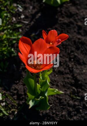 Orpine. Stonecrop. Junge Triebe von Orpin. Sedum telephium. Schöne grüne Pflanzen. Der Hintergrund der Natur. Die Aussicht von oben. Selektiver Fokus. Stockfoto