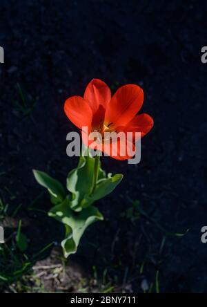 Orpine. Stonecrop. Junge Triebe von Orpin. Sedum telephium. Schöne grüne Pflanzen. Der Hintergrund der Natur. Die Aussicht von oben. Selektiver Fokus. Stockfoto