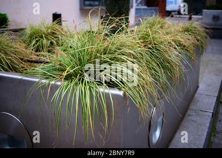 Japanische Gras Pflanze in einem großen Metallpflanzenbett Stockfoto