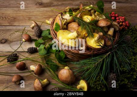 Weidenkorb mit wilden Wald pflücken rutschige Jack Pilze, grüne Blätter, Beeren auf dem rustikalen Holzhintergrund, aus nächster Nähe. Vegetarisch gesund fo Stockfoto