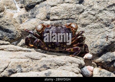 Eine violette Uferkrabbe (Hemigrapsus nudus), die in einer Gezeitenzone in Haida Gwaii, British Columbia, Kanada, gefunden wurde Stockfoto